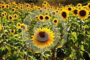 Field of sunflowers under bright sun